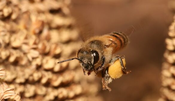 Científicos desarrollan superalimento que podría salvar a las abejas melíferas