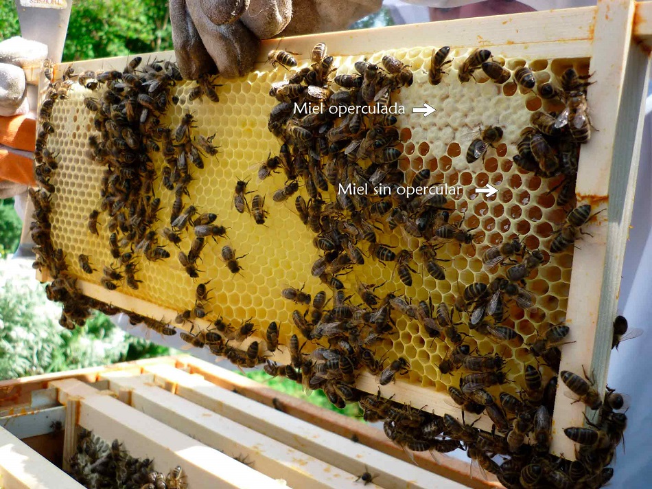 Científicos desarrollan superalimento que podría salvar a las abejas melíferas