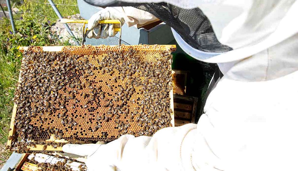 Científicos desarrollan superalimento que podría salvar a las abejas melíferas