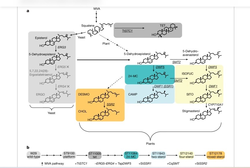 Científicos desarrollan superalimento que podría salvar a las abejas melíferas