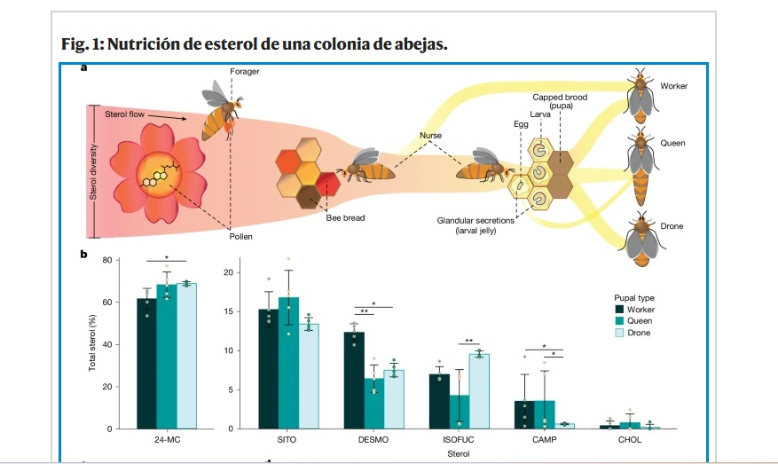 Científicos desarrollan superalimento que podría salvar a las abejas melíferas