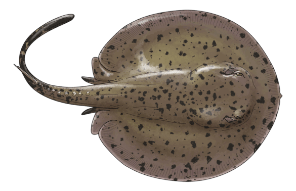 Potamotrygon yepezi, fascinante raya del Lago de Maracaibo