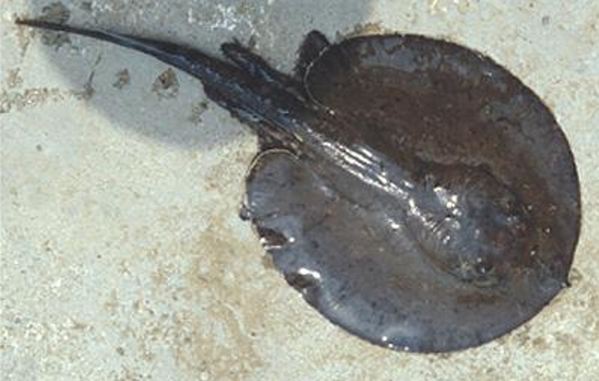 Potamotrygon yepezi, fascinante raya del Lago de Maracaibo