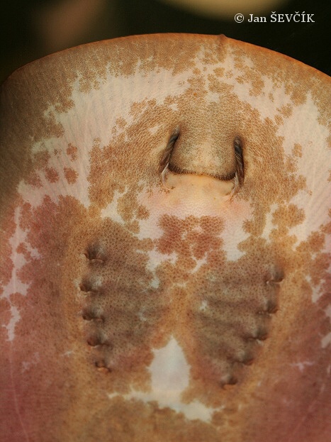 Potamotrygon yepezi, fascinante raya del Lago de Maracaibo