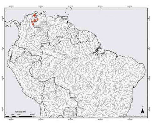 Potamotrygon yepezi, fascinante raya del Lago de Maracaibo