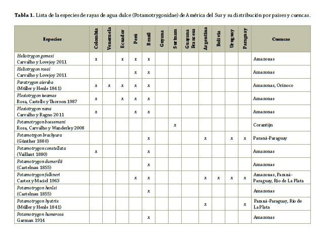 Potamotrygon yepezi, fascinante raya del Lago de Maracaibo