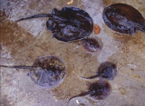 Potamotrygon yepezi, fascinante raya del Lago de Maracaibo