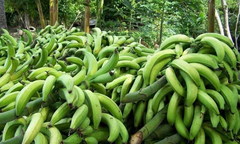 Hallaca de plátano, rica variante de nuestro emblemático plato navideño