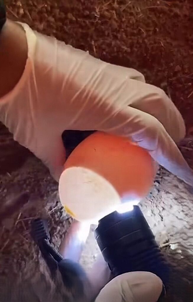 Mérida celebra hito histórico: Primer huevo fértil de cóndor andino en 22 años