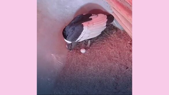 Mérida celebra hito histórico: Primer huevo fértil de cóndor andino en 22 años