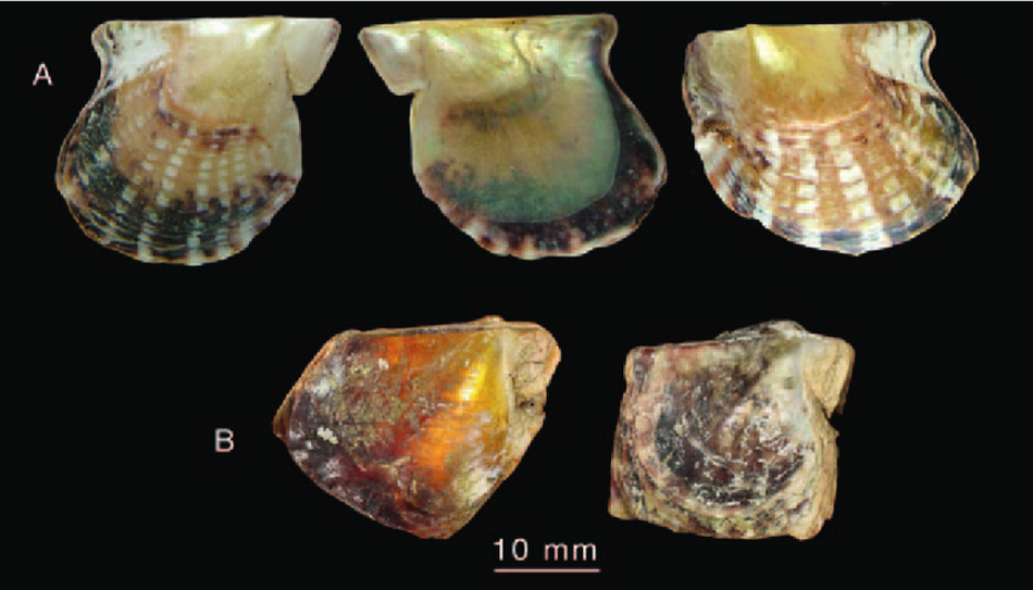 La madreperla es parte de la historia y la cultura de Coche y Cubagua