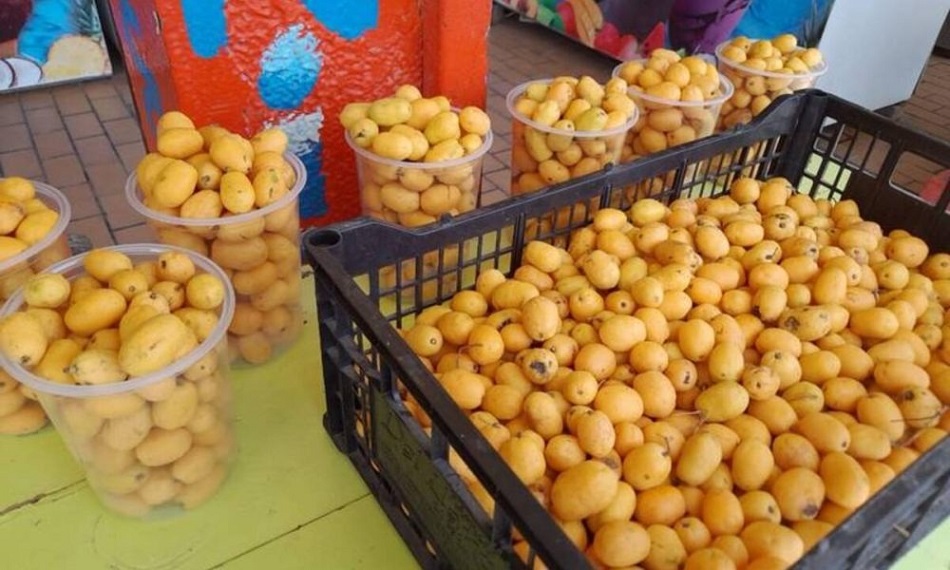 El agridulce y refrescante sabor del jobito o jobo