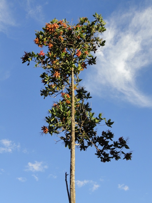 Palo de María, digno finalista en elección del árbol nacional de Venezuela