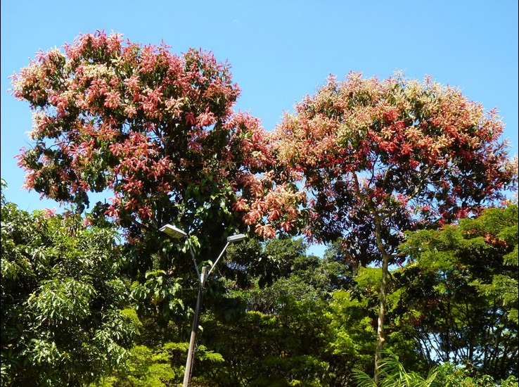 Palo de María, digno finalista en elección del árbol nacional de Venezuela