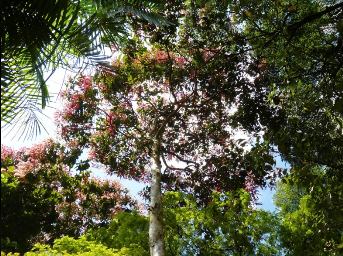 Palo de María, digno finalista en elección del árbol nacional de Venezuela