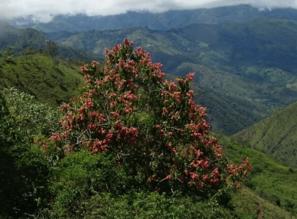 Palo de María, digno finalista en elección del árbol nacional de Venezuela