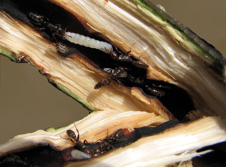 Palo de María, digno finalista en elección del árbol nacional de Venezuela