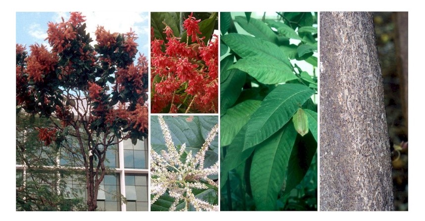 Palo de María, digno finalista en elección del árbol nacional de Venezuela