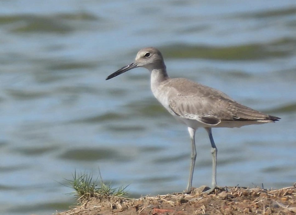 Parque Nacional Turuépano, santuario de manglares y manatíes