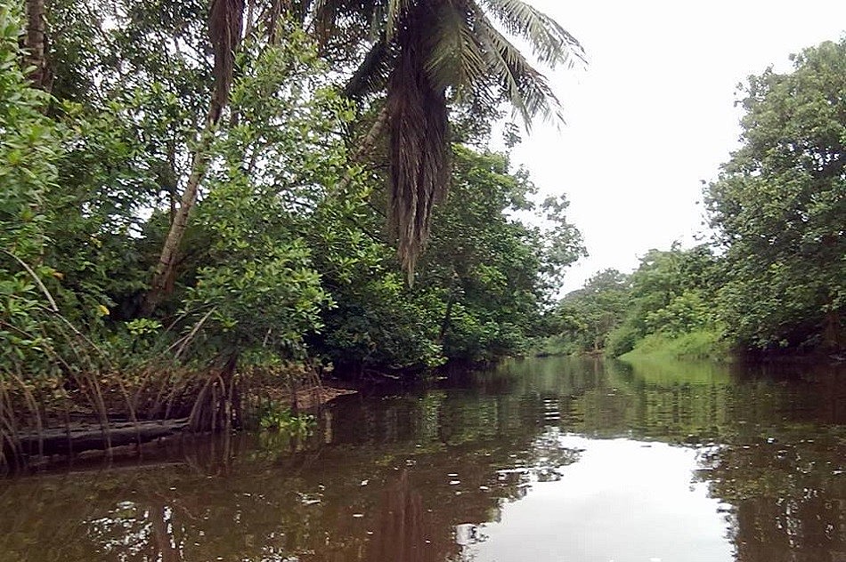 Parque Nacional Turuépano, santuario de manglares y manatíes