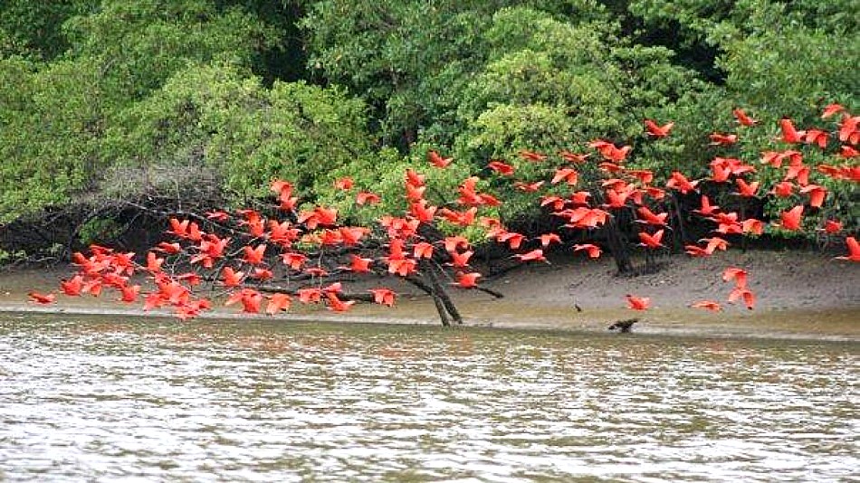 Parque Nacional Turuépano, santuario de manglares y manatíes