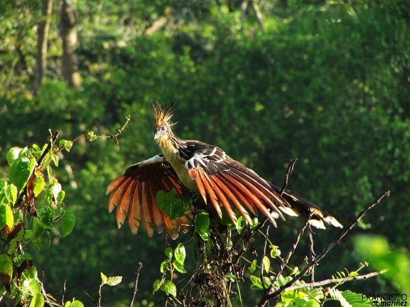 Parque Nacional Turuépano, santuario de manglares y manatíes