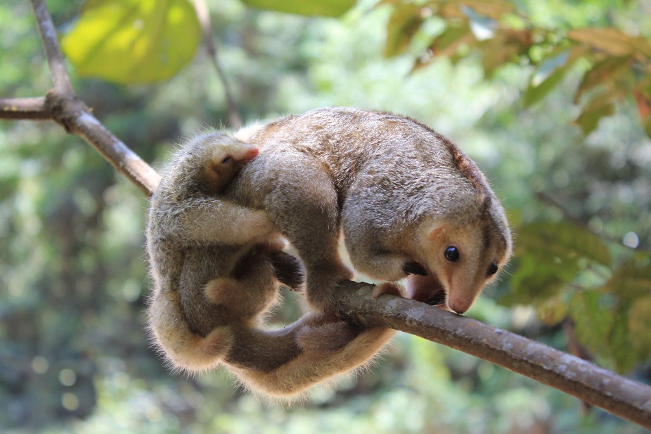 Parque Nacional Turuépano, santuario de manglares y manatíes