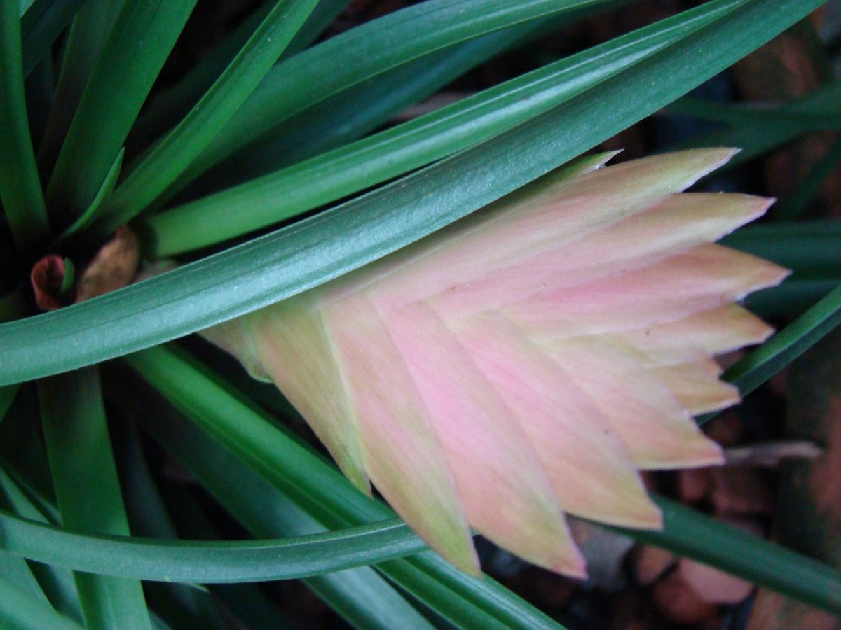 La bromelia y su exótica belleza