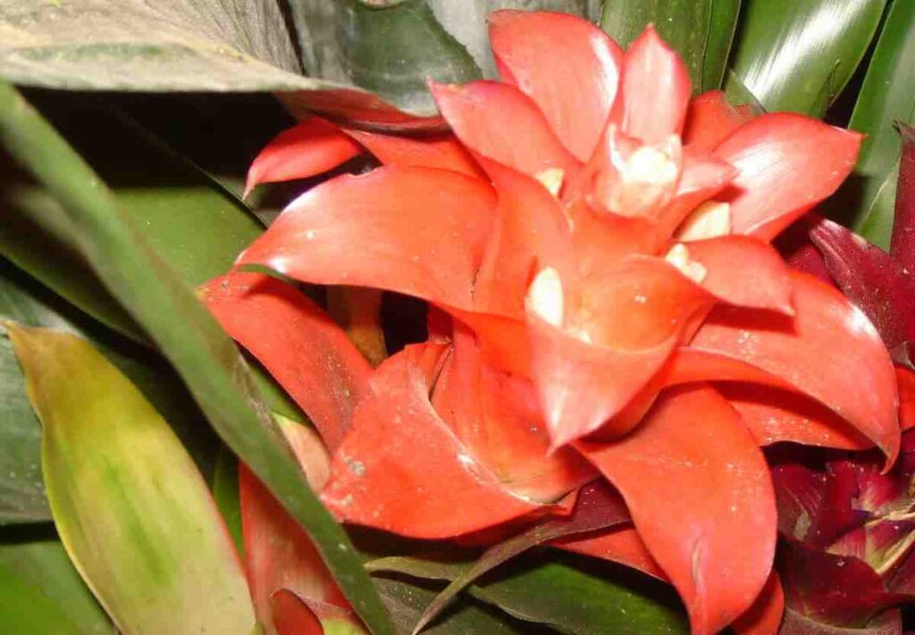 La bromelia y su exótica belleza