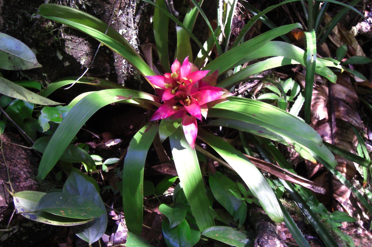 La bromelia y su exótica belleza