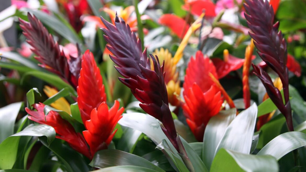 La bromelia y su exótica belleza