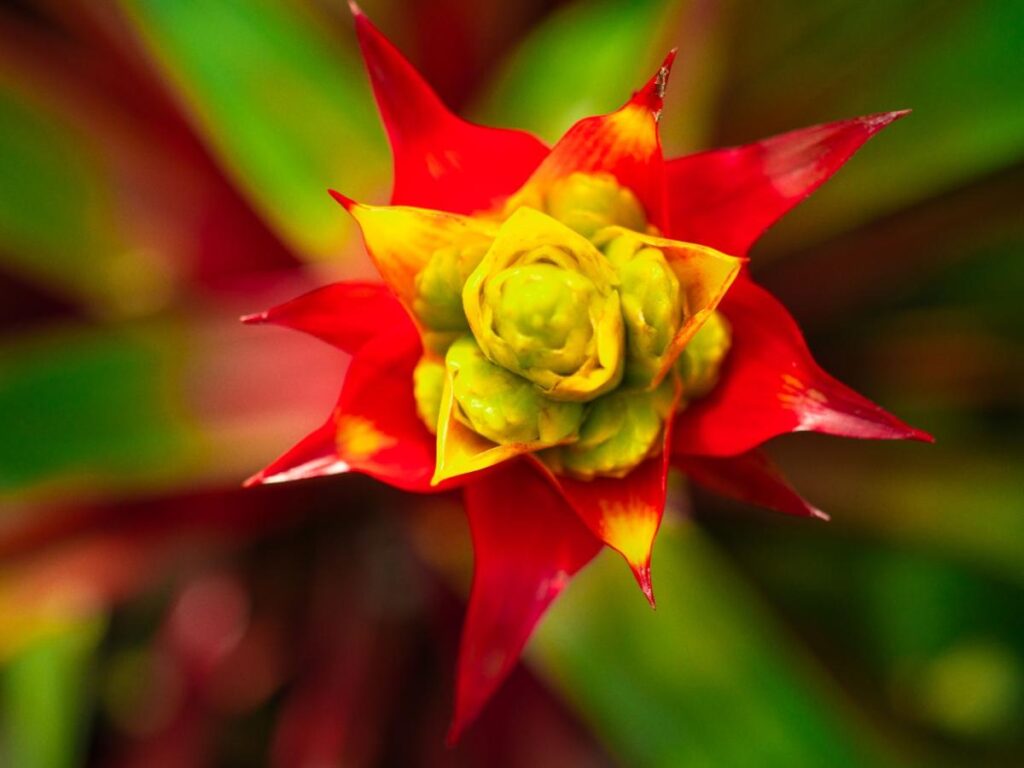 La bromelia y su exótica belleza