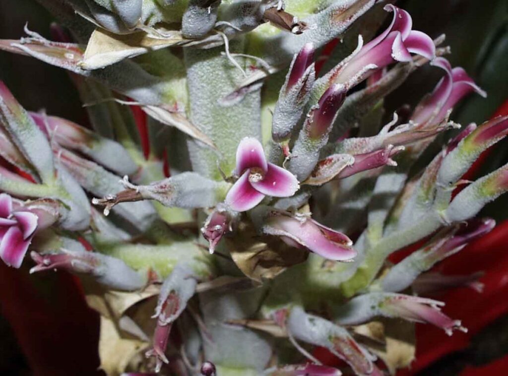 La bromelia y su exótica belleza