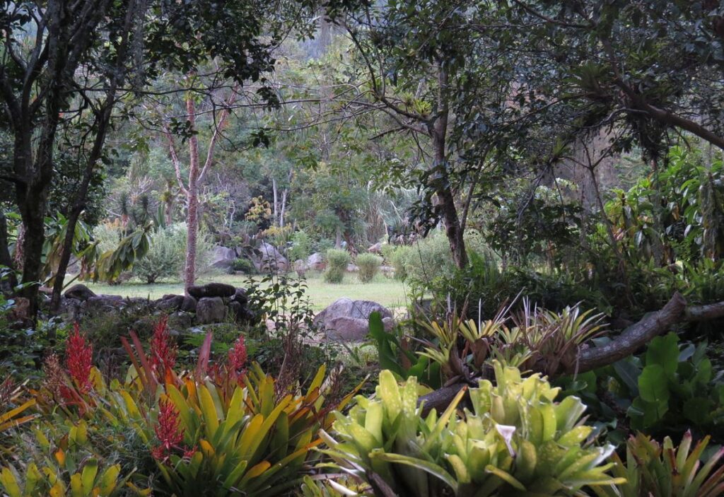 La bromelia y su exótica belleza