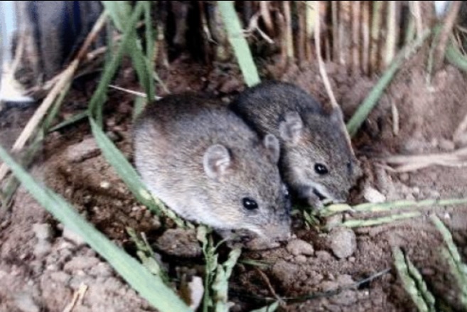 Rosa Alba Salas, centinela de los virus en el trópico