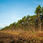 Homogeneización de bosques desplaza árboles nativos y debilita los ecosistemas