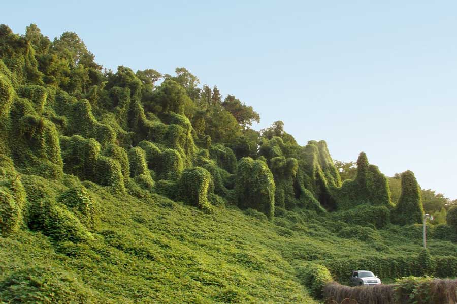 Homogeneización de bosques desplaza árboles nativos y debilita los ecosistemas