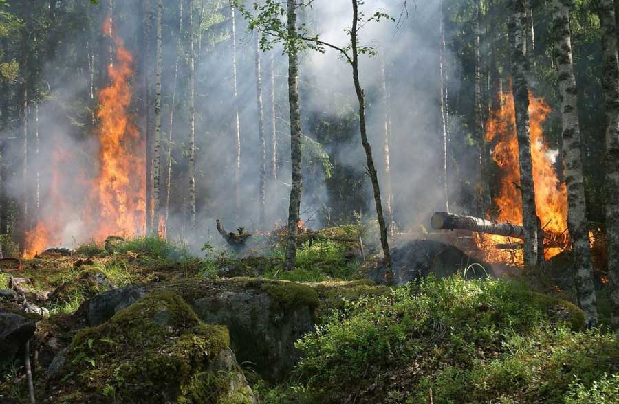 Homogeneización de bosques desplaza árboles nativos y debilita los ecosistemas