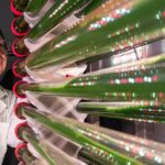 Algas modificadas genéticamente pueden atrapar microplásticos del agua