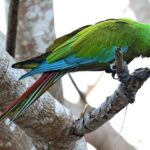 La guacamaya militar es la más amenazada de su especie en Venezuela