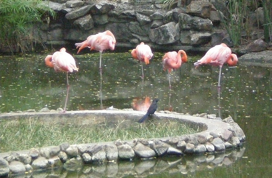 Parque Zoológico y Botánico Bararida, destacado refugio de especies amenazadas