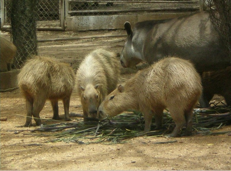 Parque Zoológico y Botánico Bararida, destacado refugio de especies amenazadas