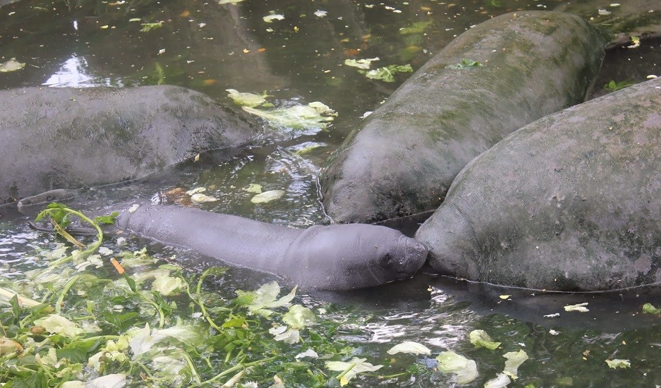 Parque Zoológico y Botánico Bararida, destacado refugio de especies amenazadas