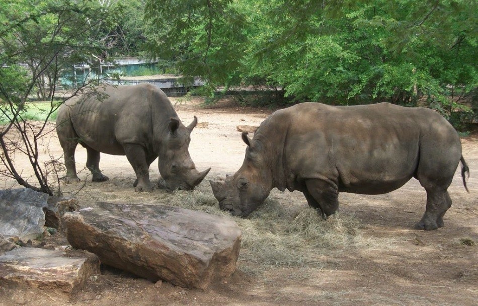 Parque Zoológico y Botánico Bararida, destacado refugio de especies amenazadas