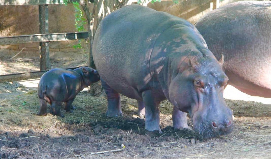 Parque Zoológico y Botánico Bararida, destacado refugio de especies amenazadas