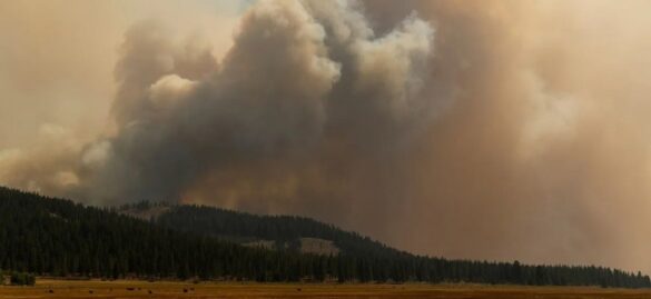 Incendios forestales crean su propio clima y amenazan al planeta