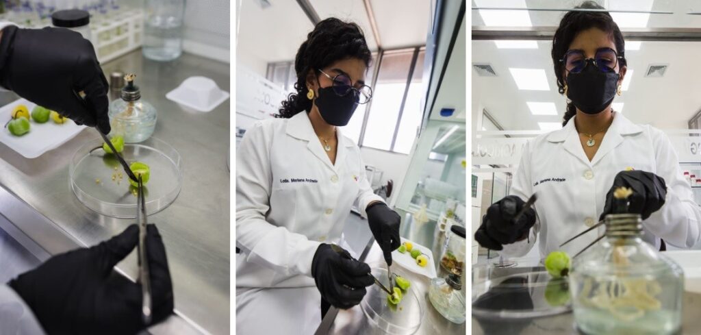 Proteger la genética del ají margariteño para asegurar su futuro