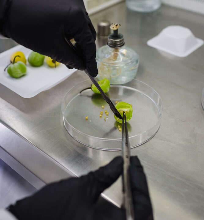 Proteger la genética del ají margariteño para asegurar su futuro