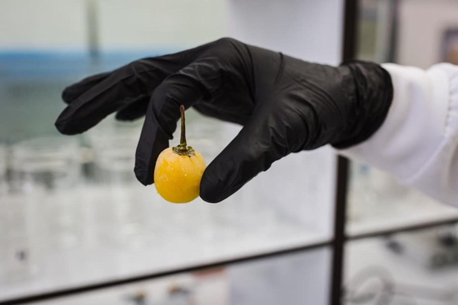 Proteger la genética del ají margariteño para asegurar su futuro