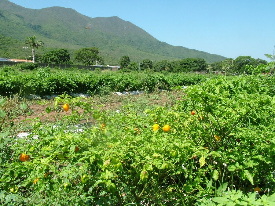 Proteger la genética del ají margariteño para asegurar su futuro